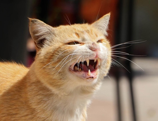 猫咪一直想打嗝是怎么回事? 猫咪一直想打嗝是怎么回事?