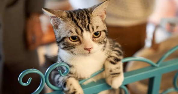 猫咪饮水性低钾血症如何发生？如何科学预防？