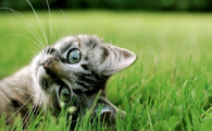 猫咪脚垫干裂粗糙怎么办?如何养护脚掌?