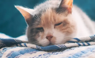 猫咪挑食只吃零食怎么办？如何纠正偏食习惯？
