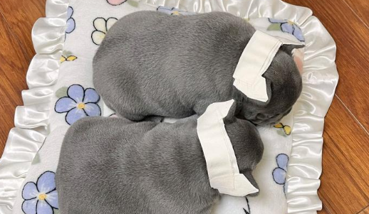 蓝牛犬好养吗？养过的人都真香了