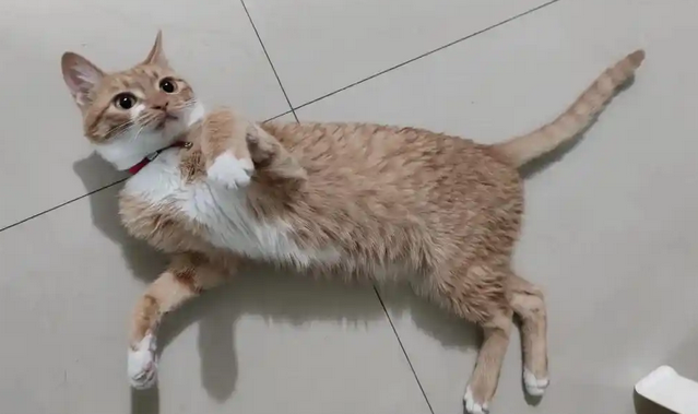 猫咪吐黄色泡沫是什么原因