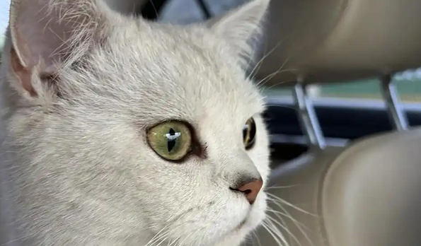 猫咪坐车呼吸急促是什么原因