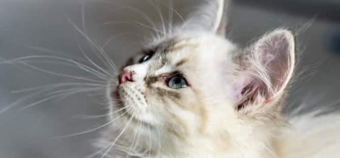 猫咪毛发容易静电飞毛？如何防静电养护毛发？
