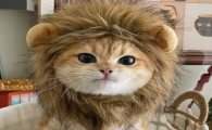 猫咪软便拉稀的原因与日常护理