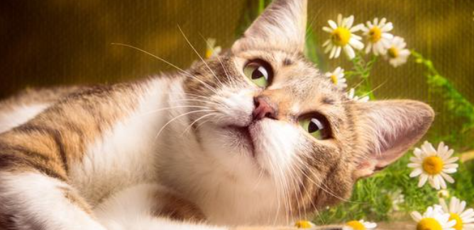 猫咪为什么换季容易犯困乏力?怎样快速恢复元气? 猫咪为什么换季容易犯困乏力?怎样快速恢复元气?