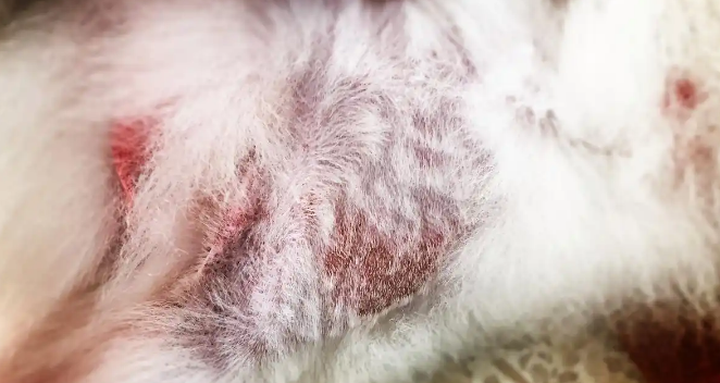换季气温变化容易造成猫咪爆发猫癣吗