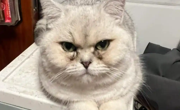 猫咪总是有严重泪痕要如何改善根治