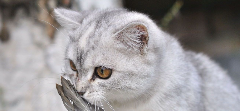 猫咪为什么会患上嗜酸性粒细胞增多症?如何预防? 猫咪为什么会患上嗜酸性粒细胞增多症?如何预防?