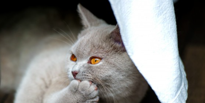 猫咪为什么会习惯性甩头？需要做专项护理吗？