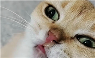 猫咪频繁流鼻涕是什么原因