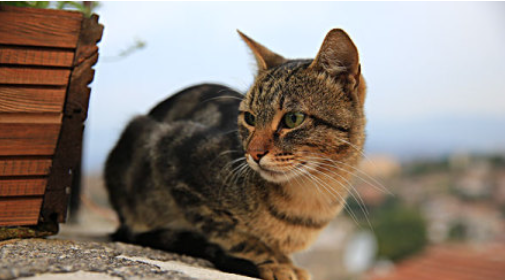 猫咪为什么会频繁啃咬植物？如何避免异食行为？