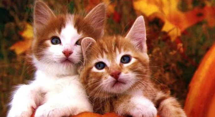 猫咪耳廓皮屑炎怎么回事？如何预防耳部浅表炎症？