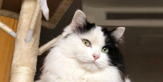 猫咪换季掉毛严重正常吗？如何高效控毛？