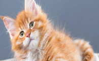 猫咪胃黏膜糜烂如何形成？怎样预防慢性胃部损伤？