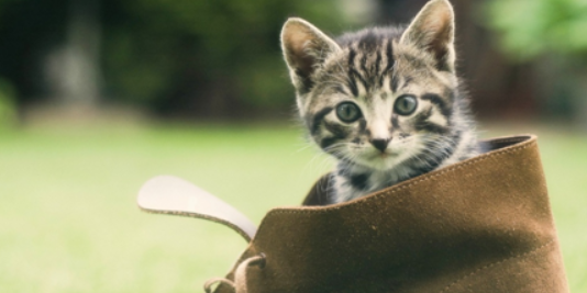 猫咪慢性牙周病如何形成？如何预防不可逆口腔损伤？