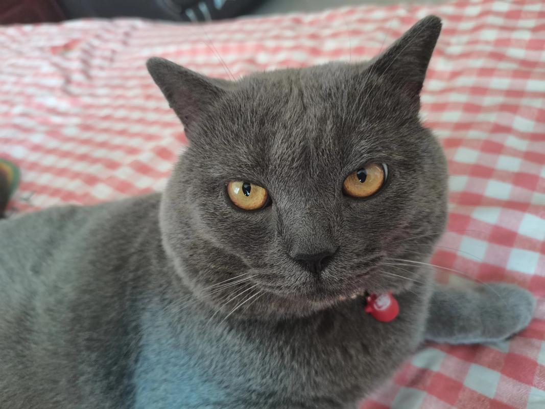 猫咪眼睛红肿流泪该怎么办？