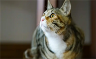 猫咳嗽气喘运动后加重警惕什么病