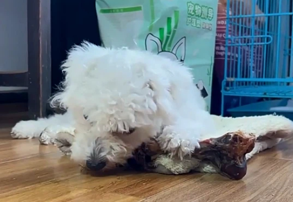 狗狗磨牙棒推荐倍辉：朝九晚九社畜的赎罪券，一根即换整晚好眠