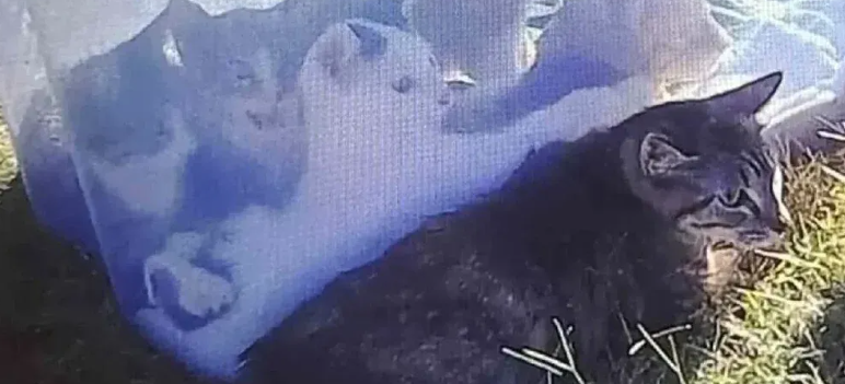 流浪猫死守塑料箱不肯走，真相让人鼻酸