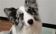 犬瘟热开始抽搐能治好吗