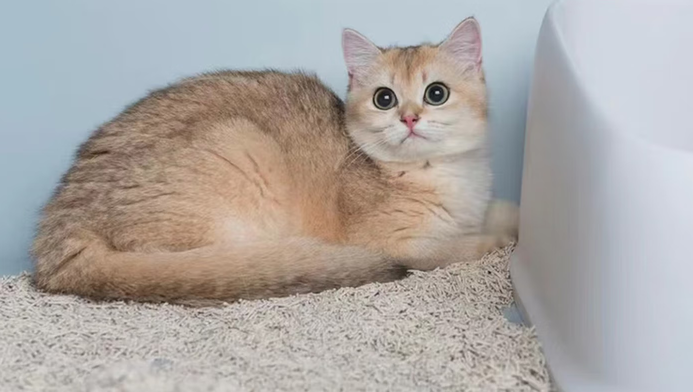 猫砂哪个牌子质量好？灰尘兽豆腐猫砂打造洁净养宠环境