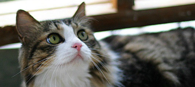 频繁换粮喂杂食，猫咪便便时软时硬是肠胃紊乱吗？