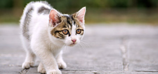 猫咪不喜触碰后背中段？是腰背筋膜劳损吗？