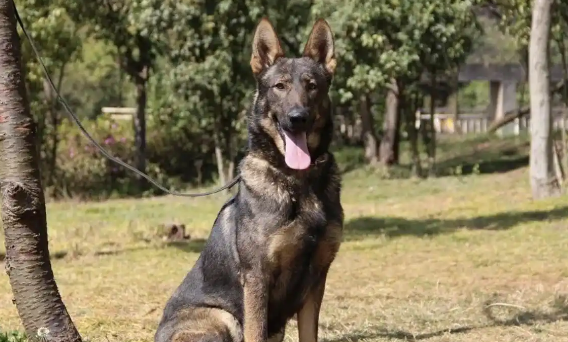 中华田园犬之昆明犬:不是土狗、拿过国奖、能缉毒搜爆 中华田园犬之昆明犬:不是土狗、拿过国奖、能缉毒搜爆