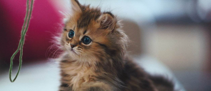 猫咪不爱用猫抓板磨爪？是指甲过长嵌顿不适吗？