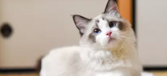 猫咪频繁轻咬主人手脚？是口腔发痒不适吗？