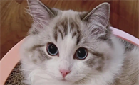 猫拉黄水便是什么原因