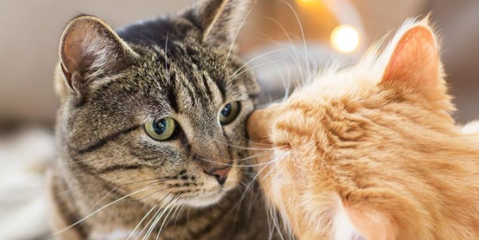 猫咪过度舔毛导致局部秃毛，是心理性脱毛症吗？