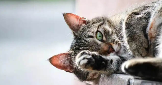 猫咪整日嗜睡精神低迷怎么办 猫咪整日嗜睡精神低迷怎么办