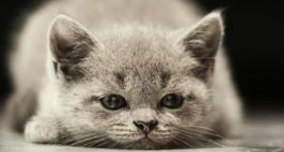 猫咪指甲频繁劈裂断裂，是指甲营养不良吗？