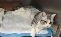 猫咪感染猫瘟后该如何对症治疗