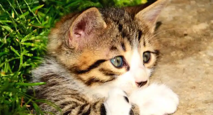 猫咪体内有蛔虫如何驱除 猫咪体内有蛔虫如何驱除