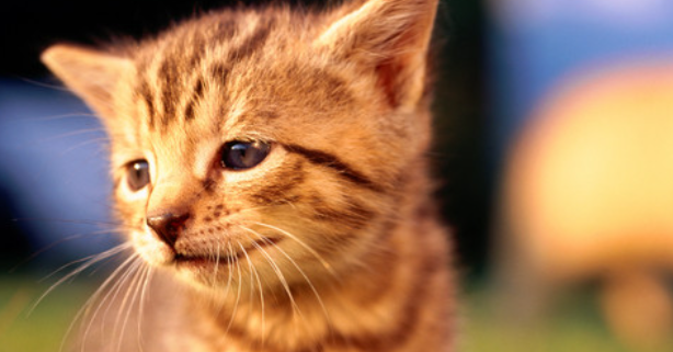 猫咪轻微触碰就甩尾，是情绪敏感易怒吗？