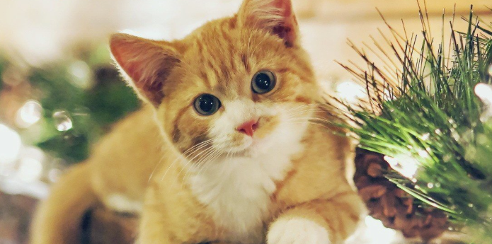 猫咪频繁拱背伸腰？是肠道胀气隐痛吗？