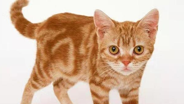 美国硬毛猫多少钱一只？一篇详解市场价与品种特点