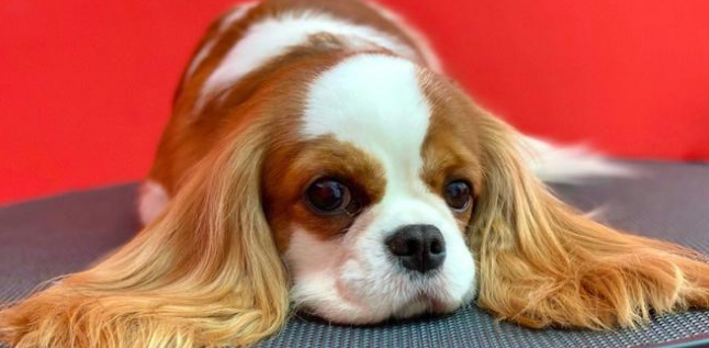 骑士查理王小猎犬怎么分公母？主要是这三点