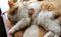 猫咪猫鼻支能完全治愈吗