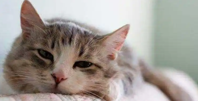 猫咪传染性腹膜炎能通过疫苗预防吗 猫咪传染性腹膜炎能通过疫苗预防吗