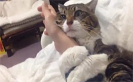 猫咪角膜炎后期会影响视力吗