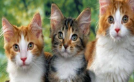猫咪吃东西总习惯性抬头仰头吞咽，是咽喉吞咽不畅吗？