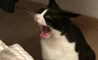 猫咪癫痫发作该如何急救?