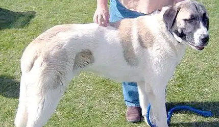 安纳托利亚牧羊犬：从军营到牧场的双重角色