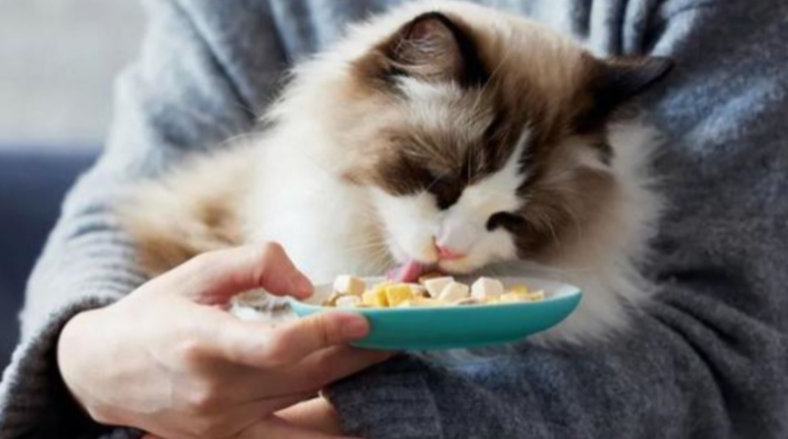 幼猫一天喂几次猫粮最合适? 幼猫一天喂几次猫粮最合适?