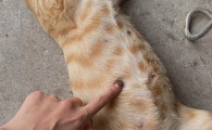 猫咪肚子有硬块怎么处理