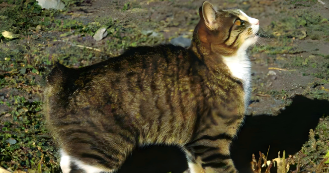 曼岛无尾猫智商高吗?这里有答案! 曼岛无尾猫智商高吗?这里有答案!